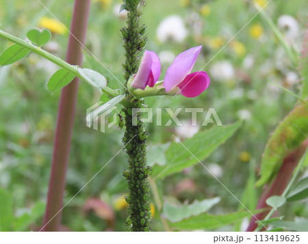 ヤハズエンドウの茎に沢山のアブラムシがついた様子(カラスノエンドウ) ヤハズエンドウの茎に沢山のアブラムシがついた様子(カラスノエンドウ) 113419625