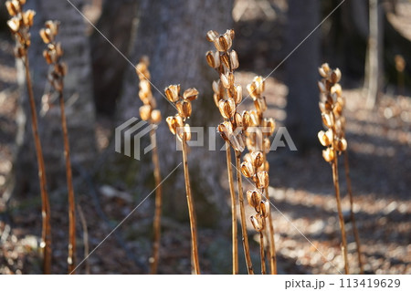 秋の陽のウバユリ 113419629