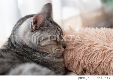 くつろぐ猫　サバトラ猫 113419635