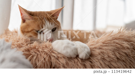 窓辺でくつろぐ猫　茶トラ白 113419642
