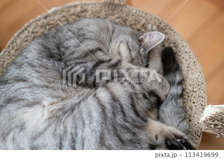 眠る猫 サバトラ猫 眠る猫 サバトラ猫 113419699