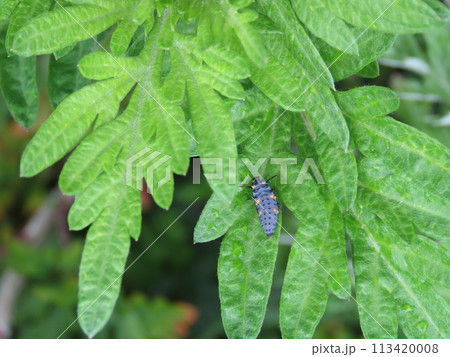 葉にとまるナナホシテントウの幼虫 葉にとまるナナホシテントウの幼虫 113420008