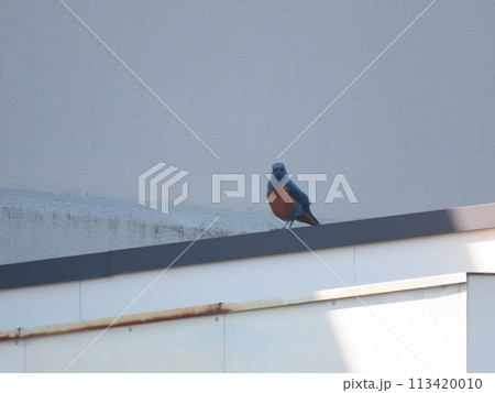 建物の上にとまるイソヒヨドリのオス 113420010