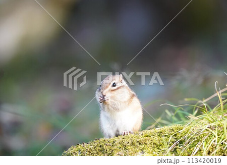 お口に手をあてて♪可愛いシマリス 113420019