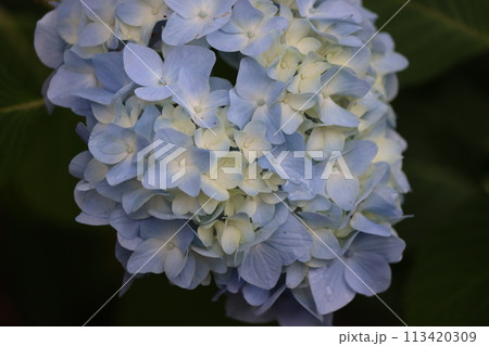 郊外のアジサイ寺に華やかな紫陽花の花ー弐 113420309