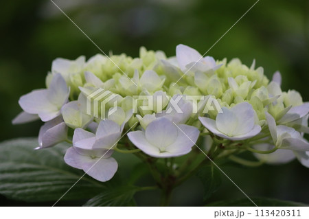 郊外のアジサイ寺に華やかな紫陽花の花ー四 113420311