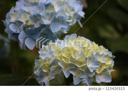 郊外のアジサイ寺に華やかな紫陽花の花ー六 113420313