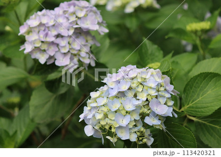 パステルカラーの上品な風情が魅力的ー壱 113420321