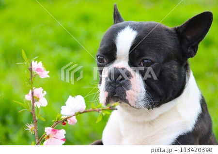 毛呂山町の桜の前で可愛く見つめるボストンテリアのマイティ君♡ 113420390