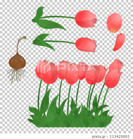 Spring flowers_red tulips (single, multiple, bulbs) 113420881