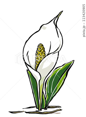左を向いて開いた1本の水芭蕉の苞　筆描き・マット塗り 113420905