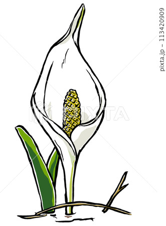 右を向いて開いた1本の水芭蕉の苞　筆描き・マット塗り 113420909