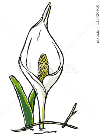 右を向いて開いた1本の水芭蕉の苞 版画風 右を向いて開いた1本の水芭蕉の苞 版画風 113420910