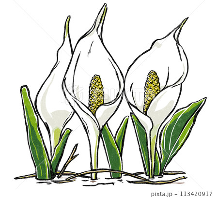 湿地に開いた3本の水芭蕉の苞　版画風 113420917