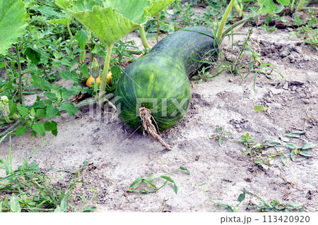 A green pumpkin ripens in the garden. 113420920