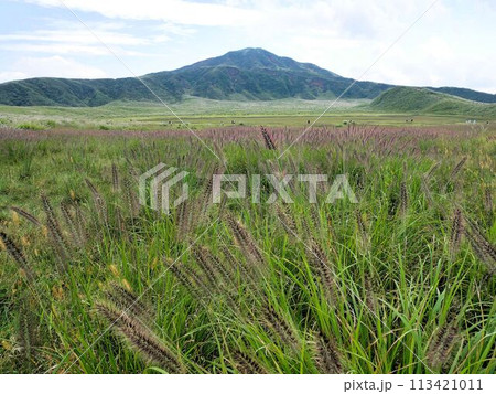 阿蘇山 草千里ヶ浜のチカラシバ Pennisetum alopecuroides (熊本県) 阿蘇山 草千里ヶ浜のチカラシバ Pennisetum alopecuroides (熊本県) 113421011
