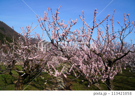 あんずの里に咲くあんずの花【長野県千曲市】 113421058