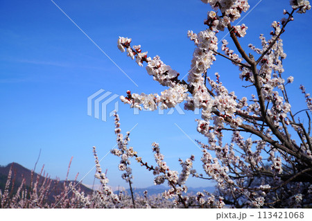 あんずの里に咲くあんずの花【長野県千曲市】 あんずの里に咲くあんずの花【長野県千曲市】 113421068