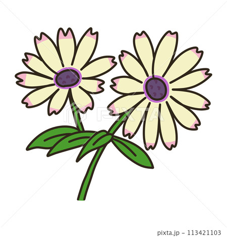 ディモルフォセカ ディモルフォセカ 113421103