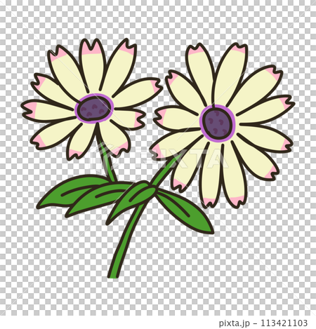 ディモルフォセカ ディモルフォセカ 113421103