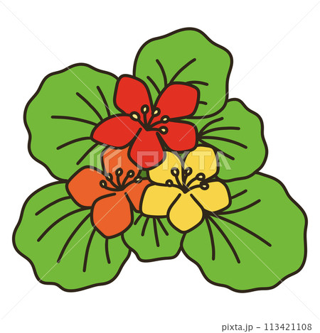 キンレンカ キンレンカ 113421108