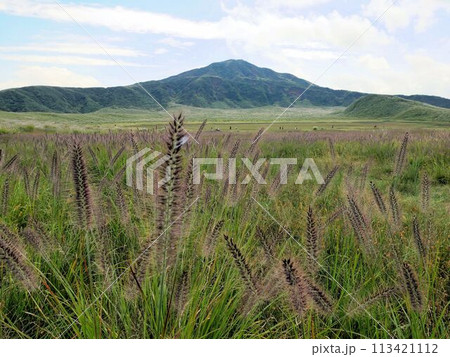 阿蘇　草千里ヶ浜とチカラシバ　Pennisetum alopecuroides　（熊本県） 113421112