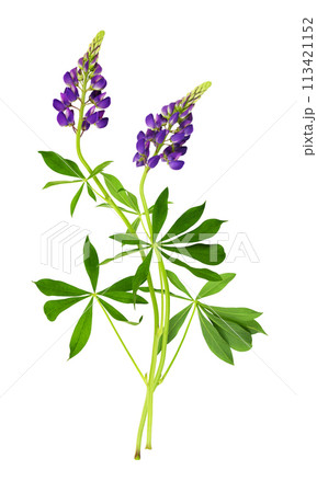 Lupinus polyphyllus purple flowers and green leaves isolated 113421152
