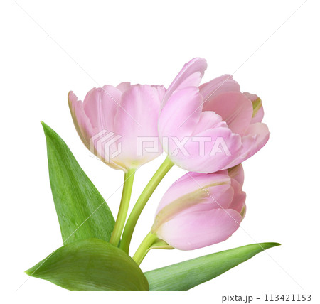 Pink tulip flowers and green leaves in a spring floral arrangement isolated 113421153