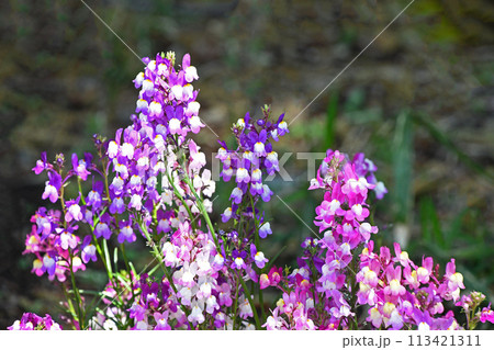 リナリア(姫金魚草) リナリア(姫金魚草) 113421311