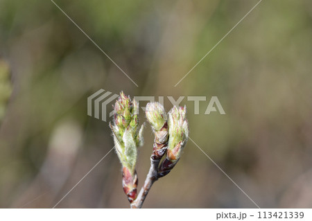 Alder-leaved serviceberry Sleyt Alder-leaved serviceberry Sleyt 113421339