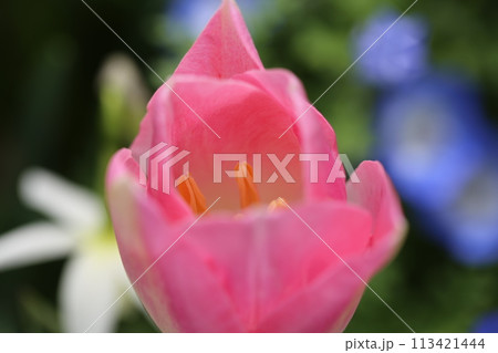 春のバラ園に咲くピンクのチューリップ 113421444