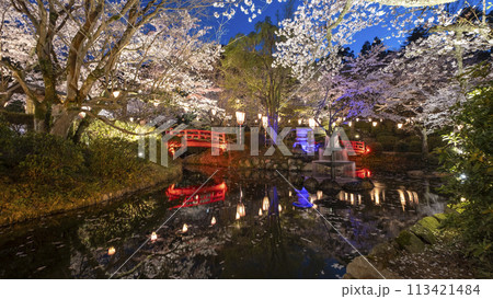 打吹公園の夜桜(倉吉市) 打吹公園の夜桜(倉吉市) 113421484