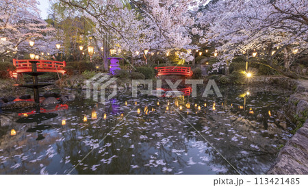 打吹公園の夜桜(倉吉市) 打吹公園の夜桜(倉吉市) 113421485