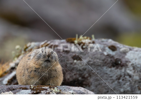 ナキウサギ 113421559