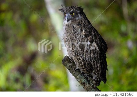 シマフクロウ シマフクロウ 113421560