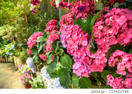 背景 バックグラウンド バックグランド 113421598