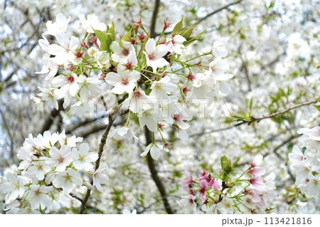 桜咲く　ソメイヨシノ7分咲き 113421816