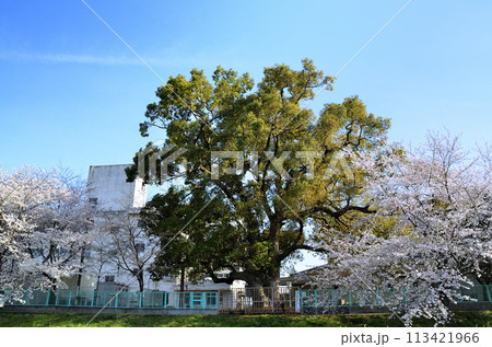 埼玉県深谷市八基小学校の大楠と桜 埼玉県深谷市八基小学校の大楠と桜 113421966
