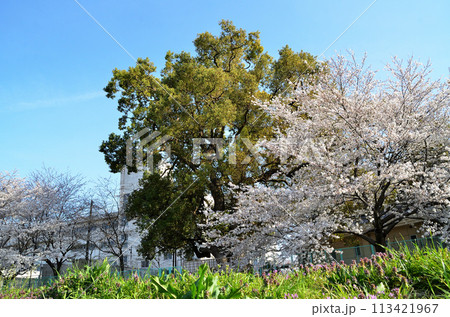 埼玉県深谷市八基小学校の大楠と桜 埼玉県深谷市八基小学校の大楠と桜 113421967