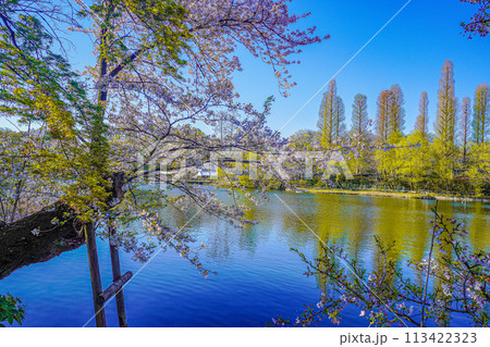 井の頭恩賜公園 113422323