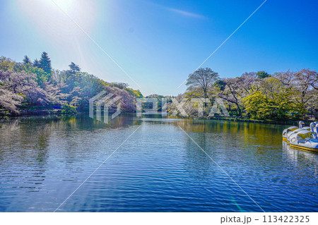 井の頭恩賜公園 113422325