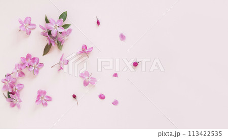 flowers on pink background 113422535