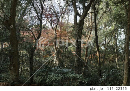 Forest with trees close up 113422536