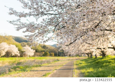 夕日に照らされる満開のこだま千本桜 夕日に照らされる満開のこだま千本桜 113422555