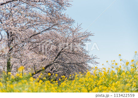 熊谷桜堤の菜の花と桜 熊谷桜堤の菜の花と桜 113422559