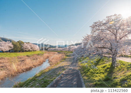 夕方のこだま千本桜 夕方のこだま千本桜 113422560