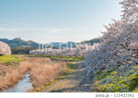 夕方のこだま千本桜 夕方のこだま千本桜 113422561