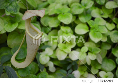 ウツボカズラ（ネペンテス） 113422641