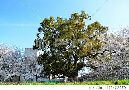埼玉県深谷市八基小学校の大楠と桜 埼玉県深谷市八基小学校の大楠と桜 113422670