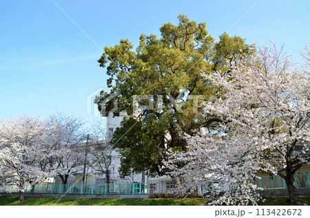埼玉県深谷市八基小学校の大楠と桜 埼玉県深谷市八基小学校の大楠と桜 113422672